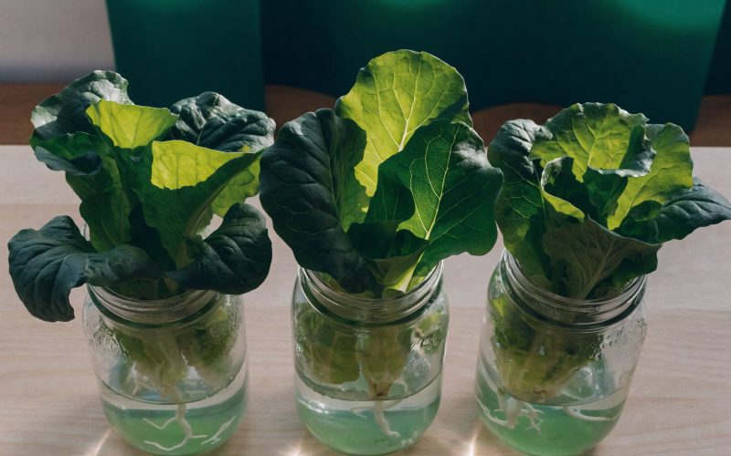 Hydroponic Growing Media: Rockwool vs. Coco vs. Clay vs. Perlite
